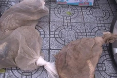Ba cá thể cầy hương không rõ nguồn gốc được phát hiện trên một xe ôtô khách 16 chỗ tại thành phố Huế. (Ảnh: TTXVN phát)