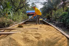 Lúa được chuyển xuống ghe để chở về nhà máy. (Ảnh: Thanh Liêm - TTXVN)