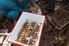 Số đạn được phát hiện trong vườn nhà dân tại Bình Phước. (Ảnh: Đậu Tất Thành/TTXVN)