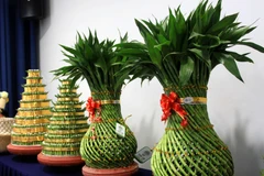 Cây phát lộc Minh Tân của Hợp tác xã Dịch vụ nông nghiệp xã Minh Tân (Đông Hưng, Thái Bình) là sản phẩm OCOP đạt hạng 4 sao. (Ảnh: Thế Duyệt/TTXVN)