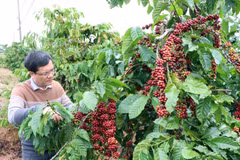 Càphê ở huyện Đăk Hà, Kon Tum vào vụ. (Ảnh: Hoàng Cao Nguyên/TTXVN)