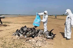 (Nguồn: phnompenhpost.com)