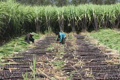 Thu hoạch mía tại Bà Rịa-Vũng Tàu. (Ảnh: Hoàng Nhị/TTXVN)