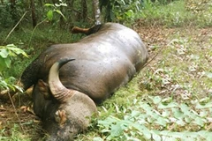 Ảnh minh họa. (Nguồn: baodongnai.com.vn)