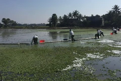 Trung tâm Ứng phó sự cố an toàn môi trường Việt Nam SOS sẽ dùng phao quây kết hợp với giấy thấm dầu, chất thấm dầu phân hủy sinh học để tiến hành thu ghom thu gom, làm sạch. (Ảnh: Hoa Mai/TTXVN)