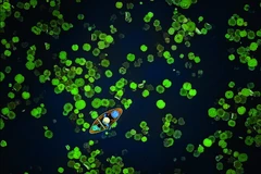 Tác phẩm “Mùa hè trên hồ sen” của nhiếp ảnh gia Vũ Mạnh Cường đạt giải đồng thể loại ảnh màu.