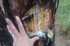 Cây thông trong rừng tthô 3 lá Lộc Phú bị vật sắc nhọn chặt vào thân cây, để đổ hóa chất khiến cây chết từ từ. (Ảnh: Nguyễn Dũng/TTXVN)