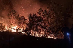 Cháy gần 8.000m2 rừng ở phường Cửa Ông của thành phố Cẩm Phả