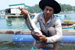 Người dân lo lắng khi cá bớp nuôi lồng chết với số lượng nhiều chưa từng có. (Ảnh: Phước Ngọc/TTXVN)