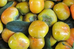 Đặc sản hồng giòn Đà Lạt của tỉnh Lâm Đồng được mùa, trúng giá