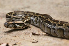 Ảnh minh họa. (Nguồn: Okdiario)