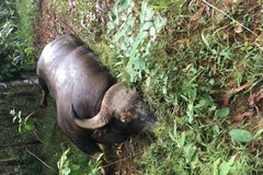 Bò tót hoang dã chết trong Khu Bảo tồn thiên nhiên văn hóa Đồng Nai