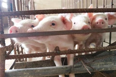 Đàn lợn của Bình Phước tăng 50% so với thời điểm trước dịch. (Ảnh: Nguyễn Oanh/TTXVN)