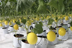 Mô hình trồng dưa lưới theo hướng nông nghiệp công nghệ cao tại xã Mỹ Sơn (huyện Ninh Sơn, Ninh Thuận). (Ảnh: Nguyễn Thành/TTXVN)