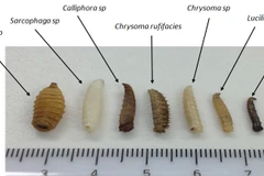 Ấu trùng ruồi Maggot. (Nguồn: shire.science.uq.edu.au)