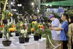 Người dân chiêm ngưỡng bộ sưu tập hoa lan nghệ thuật tại Hội Hoa Xuân. (Ảnh: Hồng Giang/TTXVN)