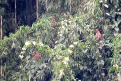 Khỉ vàng (Macaca mulatta) tại Vườn quốc gia Bến En, Thanh Hóa. (Ảnh: Nguyễn Nam/TTXVN)