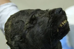 Đầu chú chó đóng băng mới được phát hiện. (Nguồn: CNN)