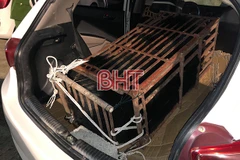 Cá thể gấu có trọng lượng hơn 140kg, bị tiêm thuốc mê và nhốt vào lồng sắt để dễ vận chuyển. (Nguồn: Báo Hà Tĩnh)