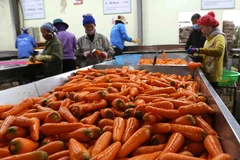 (Ảnh minh họa: Vũ Sinh/TTXVN)