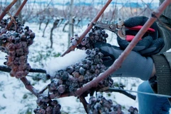 Rượu vang tuyết được làm từ các quả nho được đông lạnh tự nhiên trên giàn. (Nguồn: theguardian.com)