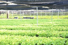 Những mảnh đất trống chưa trồng hoa được trồng rau để kiếm thêm thu nhập. (Ảnh: Ngọc Anh/Vietnam+)