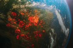 Diện tích rừng Amazon bị phá hủy tăng cao chóng mặt