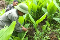 Doanh nghiệp nợ tiền mua nghệ của nông dân Bắc Kạn