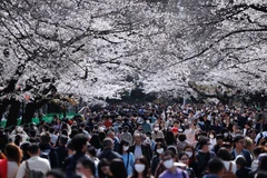 Người dân tụ tập ngắm hoa anh đào tại Tokyo bất chấp dịch bệnh