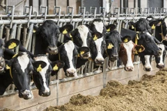 Ảnh minh họa. (Nguồn: Food Navigator)