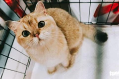 Những chú mèo ngộ nghĩnh lần đầu tiên được "tranh tài" tại Việt Nam