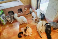 Quán càphê cứu hộ mèo ở Hà Nội gây chú ý trên báo Pháp