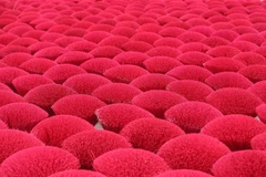 Làng hương Quảng Phú Cầu rực rỡ sắc đỏ. 