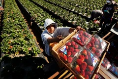 Người hái dâu tây tại một nông trại ở Santa Maria. (Ảnh: LA Times)