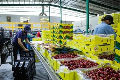 Xuất khẩu nông sản của Australia ảnh hưởng nặng nề do căng thẳng với Trung Quốc. (Ảnh: THX/TTXVN)