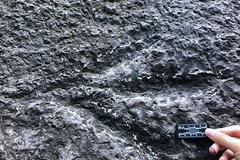 Dấu chân Kayentapus tại Trùng Khánh. (Ảnh: CPNRB)