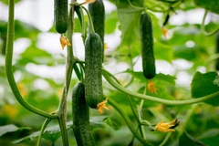 Kiên Giang: Nông dân thu 300 triệu đồng mỗi năm nhờ trồng dưa leo