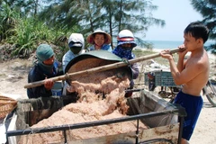 Ngư dân Quảng Nam phấn khởi do trúng đậm vụ ruốc biển