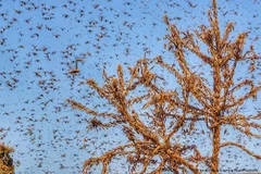 Kinh hoàng chứng kiến "bão châu chấu" phủ kín bầu trời Ấn Độ