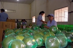 Đóng gói bưởi da xanh trước khi xuất bán. (Ảnh: Hưng Thịnh/TTXVN)