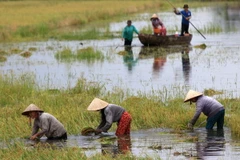 Nông dân Hậu Giang thu hoạch lúa chạy lũ. (Ảnh: Duy Khương/TTXVN)