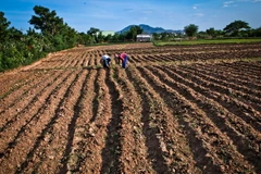 Một thửa ruộng tại huyện Thuận Bắc, Ninh Thuận. (Ảnh: Trọng Đạt/TTXVN)