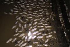 (Ảnh minh họa: Sỹ Tuyên/TTXVN)