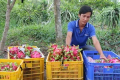 (Ảnh minh họa: Thanh Hòa/TTXVN)