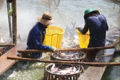 Thu hoạch cá tra. (Ảnh: Nguyễn Văn Trí/TTXVN)