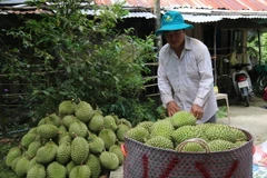 Thu hoạch sầu riêng ở huyện Cai Lậy, Tiền Giang. (Ảnh: Minh Trí/TTXVN)