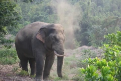 Voi rừng thường kéo về phá rẫy của người dân huyện Định Quán trong đêm. (Ảnh: TTXVN)