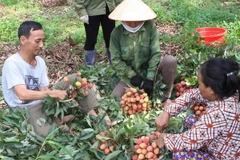 Thu hoạch vải thiều sớm tại huyện Lục Ngạn. (Ảnh: Tùng Lâm/TTXVN)