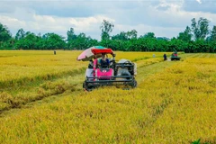 Thu hoạch lúa Hè Thu tại phường Trường Lạc, quận Ô Môn, thành phố Cần Thơ. (Ảnh: Thanh Liêm/TTXVN)