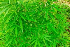 Cây cần sa được đối tượng người nước ngoài trồng tại bãi giữa sông Hồng. (Nguồn: cand.com.vn)